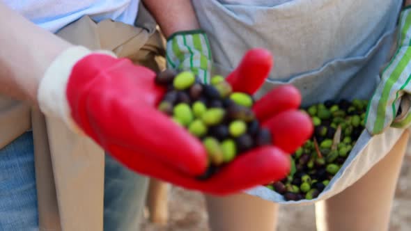 Mid-section of couple holding olives in farm