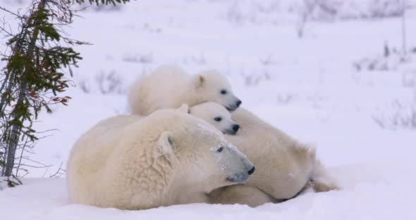 Wide shot of a Polar Bear sow and two cubs resting. All three look off to the right of frame, then s