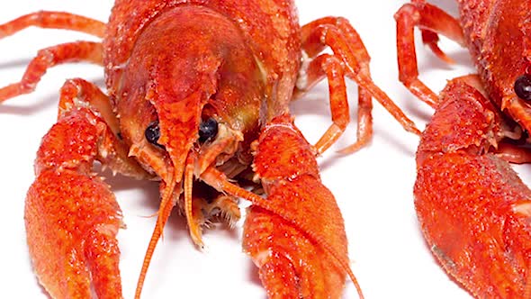 Boiled Red Crayfish on a White Background Slow Motion