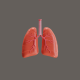 3D Animation of lungs organs of the respiratory system - VideoHive Item for Sale