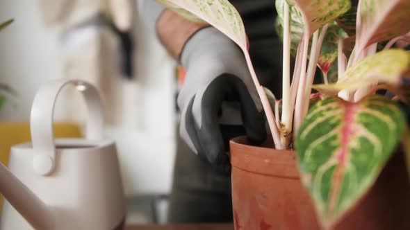 Man Planting Flowers in a Pot