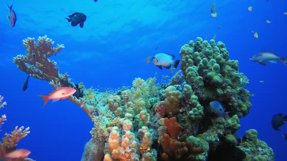 Underwater Scene Marine World