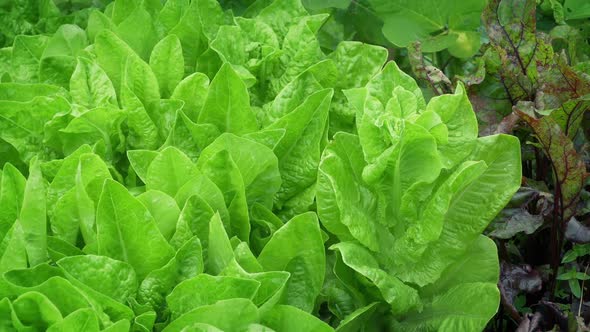 Green Lettuce In The Garden