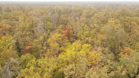 Autumn Forest with Trees By Day