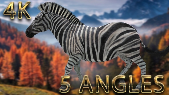 Zebra walking from 5 different angles