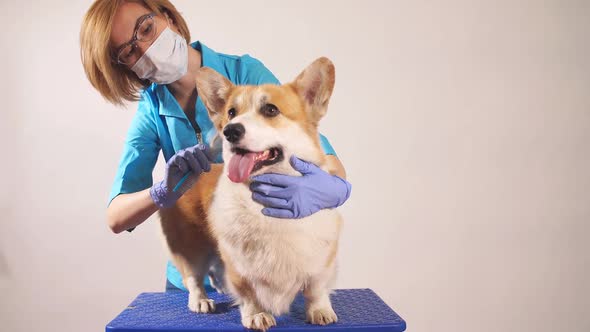 Awesome Beautiful Woman Preparing a Adog for a Competition