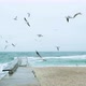 Many Seagulls are Circling Over the Sandy Beach Near the Pier - VideoHive Item for Sale