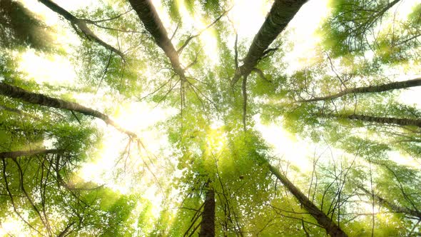 Spruce Forest View From Below