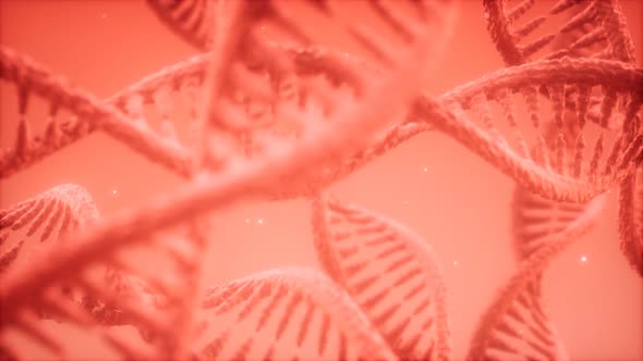 Structure of the DNA Double Helix Animation