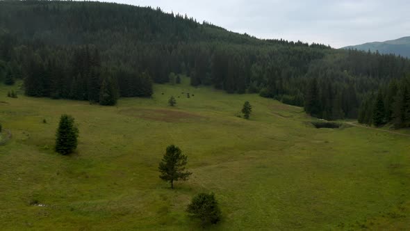 Video of a picturesque summer meadow