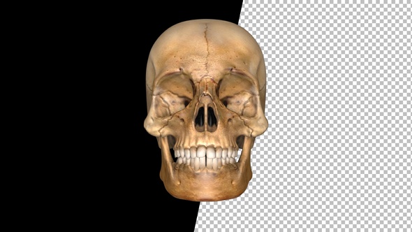 Skull of Skeleton