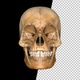 Skull of Skeleton - VideoHive Item for Sale