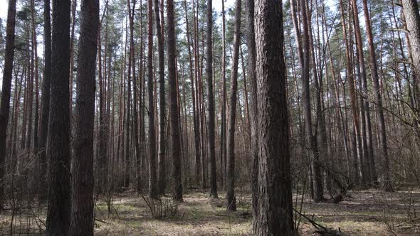 Forest Landscape Aerial View Slow Motion