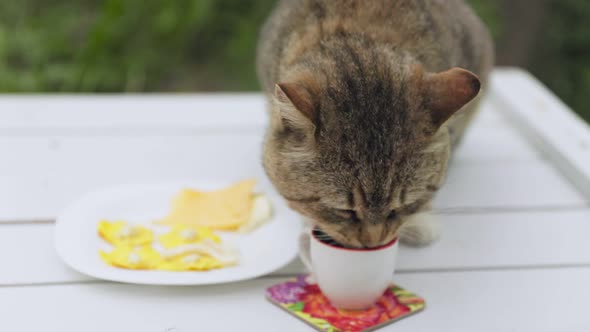 Cat Drinks Milk From a Mug