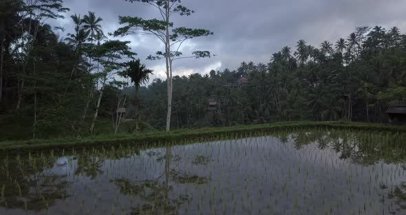 AERIAL: Rice terraces in Ubud Bali