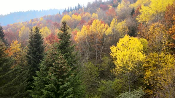 View from above of dense pine forest with canopies of green spruce trees and colorful lush