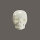 3D Animation of The skull frame protects the brain - VideoHive Item for Sale