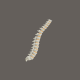 3D Animation of The spine consists of 33 or 34 vertebrae - VideoHive Item for Sale