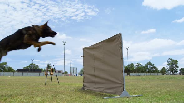 German shepherd jumping over hurdle