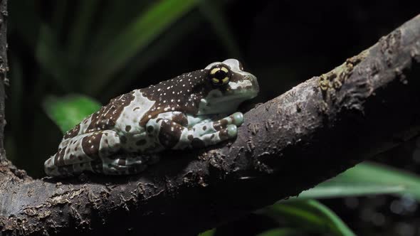 Amazon milk frog on branch, Trachycephalus resinifictrix