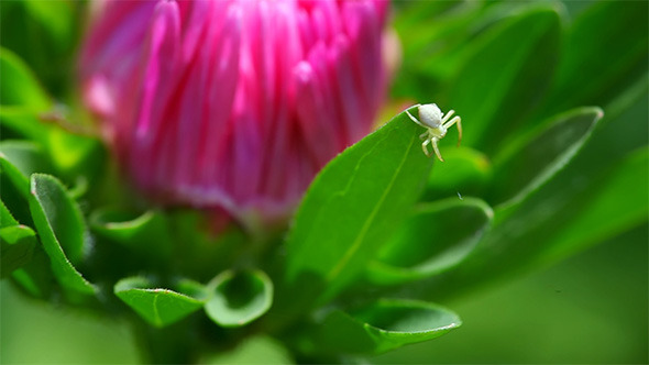 Tiny Weaver