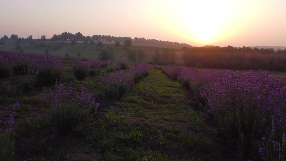 Colorful Flowering Lavandula or Lavender Field in the Dawn Light