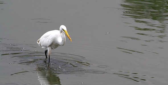 Great Egret Fishing 3