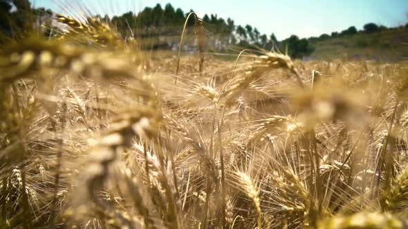 Field Of Wheat, Walk