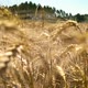 Field Of Wheat, Walk - VideoHive Item for Sale