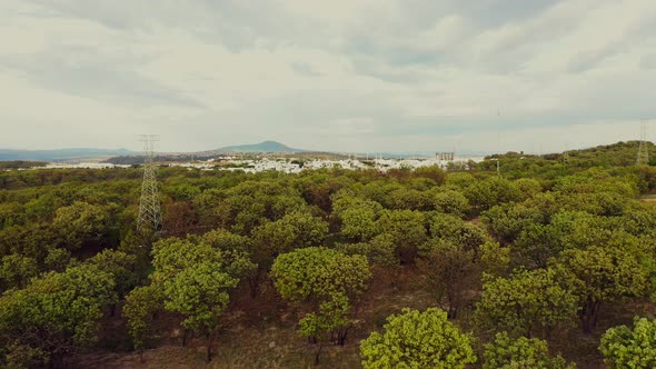 Urban forest within the city new construction destroying the trees new houses