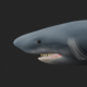 Realistic Shark Retopology Model – Low Poly + Base Mesh - 3DOcean Item for Sale