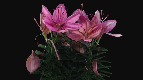 Time-lapse of dying pink lily bouquet