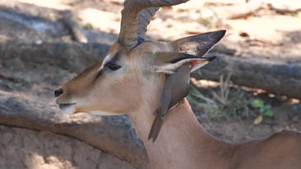 Yellow-billed oxpecker eats ticks and other insects from the ear of an impala