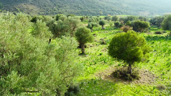 Mediterranean Landscape Drone Slowly Flying Through Olive Trees Beautiful Nature View of Green Grove