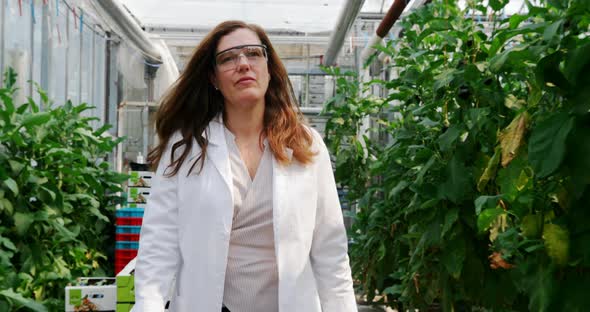 Scientist examining aubergine in greenhouse 4k