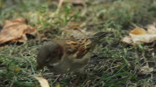 Close-Up Shot of Cute Sparrow Jumping in City Park. Birdwatching Activity, Hobby