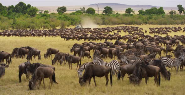 Gnus and zebras in the savanna