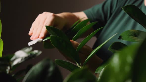 A woman in a green T-shirt wiping dust off the leaves of a houseplant Zamioculcas