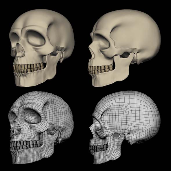 Realistic Human Skull 3D Model