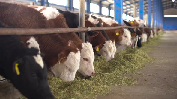 Calves consume feed on the farm.