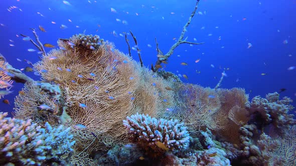 Tropical Underwater Reef Sea