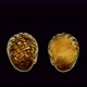 Freshwater snail Theodoxus pallasi under the microscope, family Neritidae - VideoHive Item for Sale