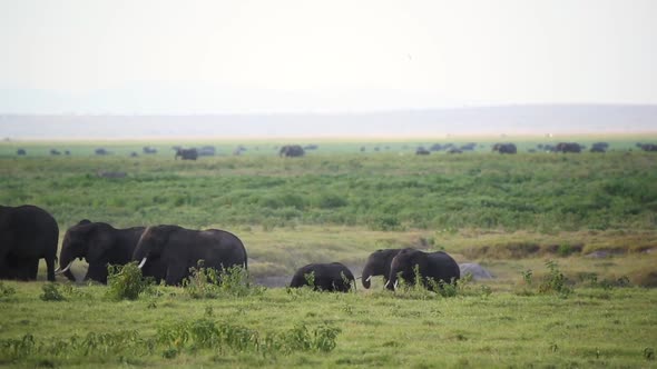 Large Family Of African Elephants Walking And Dusting