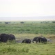 Large Family Of African Elephants Walking And Dusting - VideoHive Item for Sale