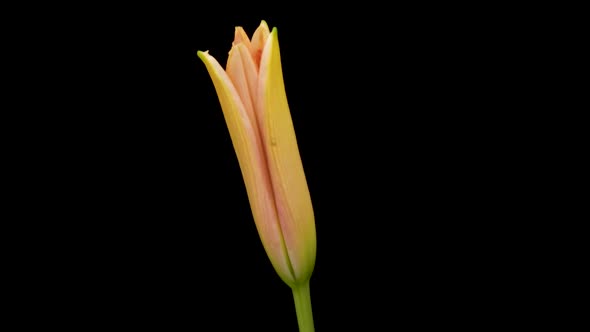 Beautiful Flowers Day Lily Opening