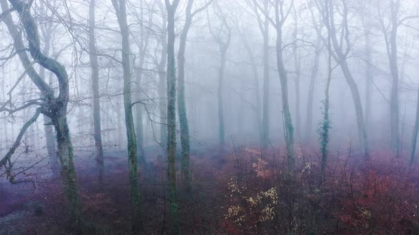 Aerial drone video of trees in thick fog weather conditions, mysterious woodlands forest in mist and