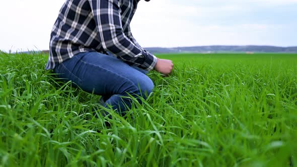 Male Farmer Touching a Green Wheat Field