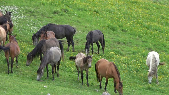 Herd of Horses Grazing in Mountains