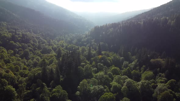 Flying Over the Green Forest and Mountains