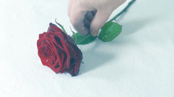 Rose Is Placed Onto The Ground In Snowfall